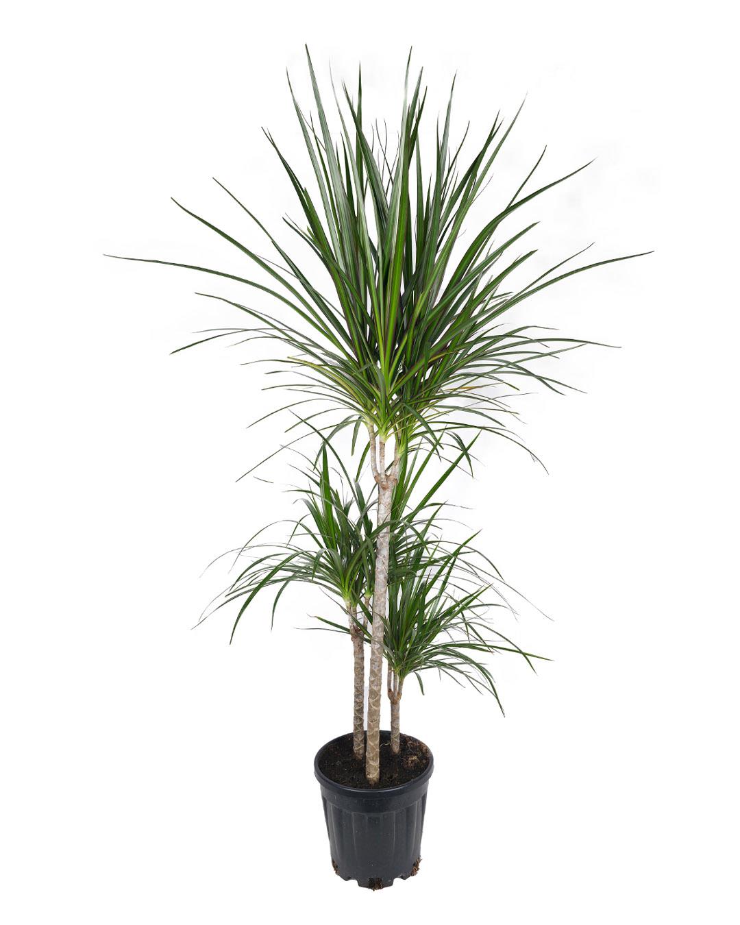 DRACENA