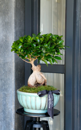 BONSAİ