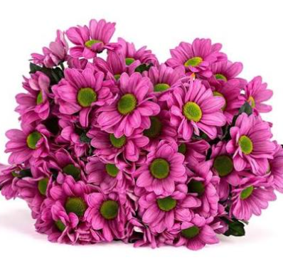 TEK DAL PEMBE PAPATYA